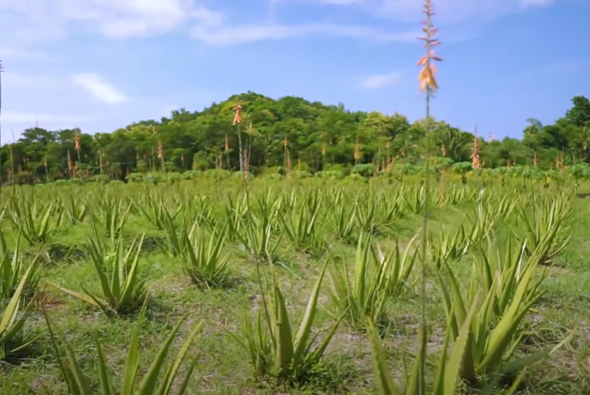 kebun lidah buaya