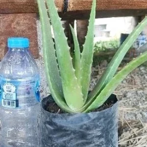 bibit lidah buaya