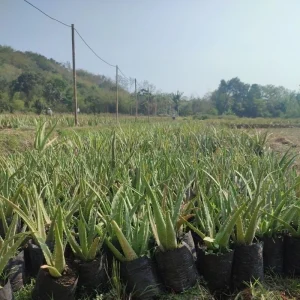bibit lidah buaya
