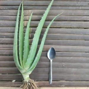 bibit lidah buaya