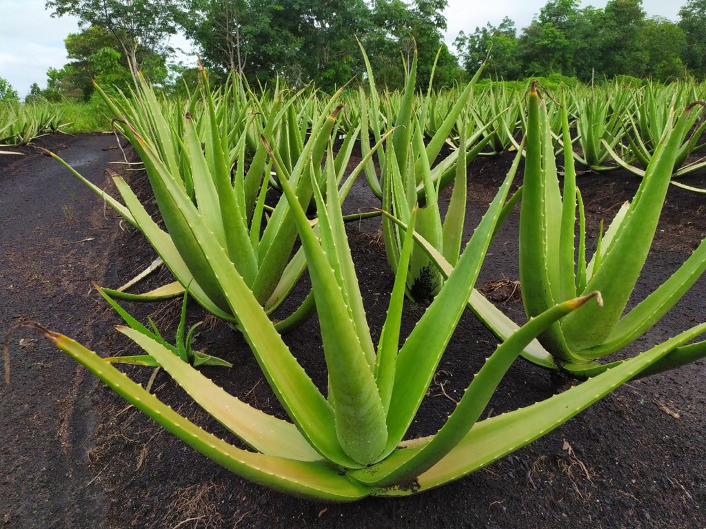 Bisnis Budidaya Lidah Buaya