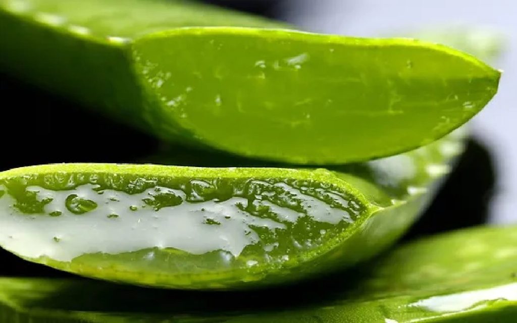 Manfaat Lidah Buaya untuk Kesehatan Rambut