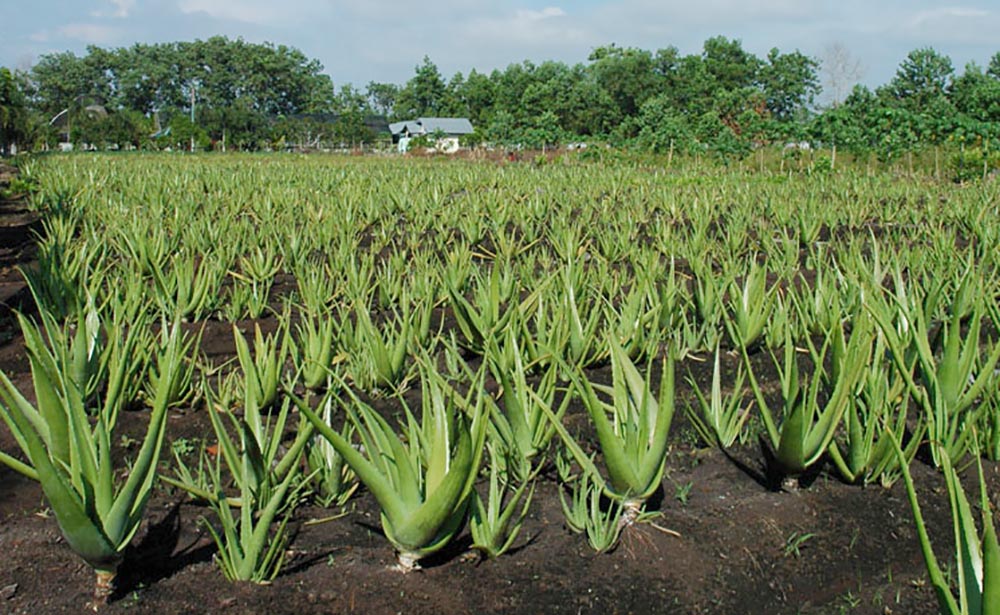 Potensi dan Pemanfaatan Lidah Buaya untuk Produksi Biogas