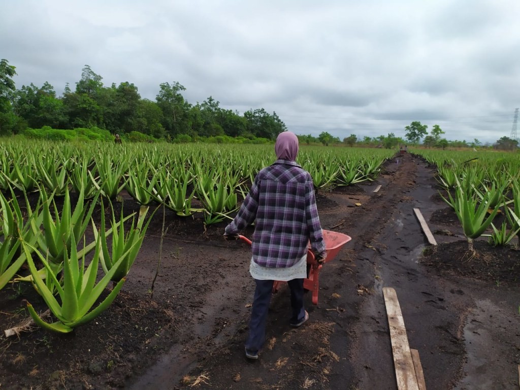 Pemanfaatan Lidah Buaya dalam Industri Tekstil